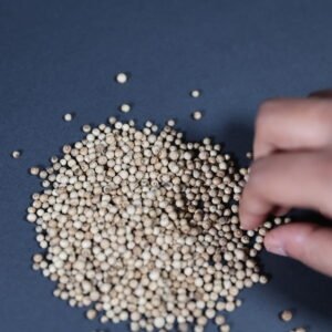 Poivre blanc de Penja en grains